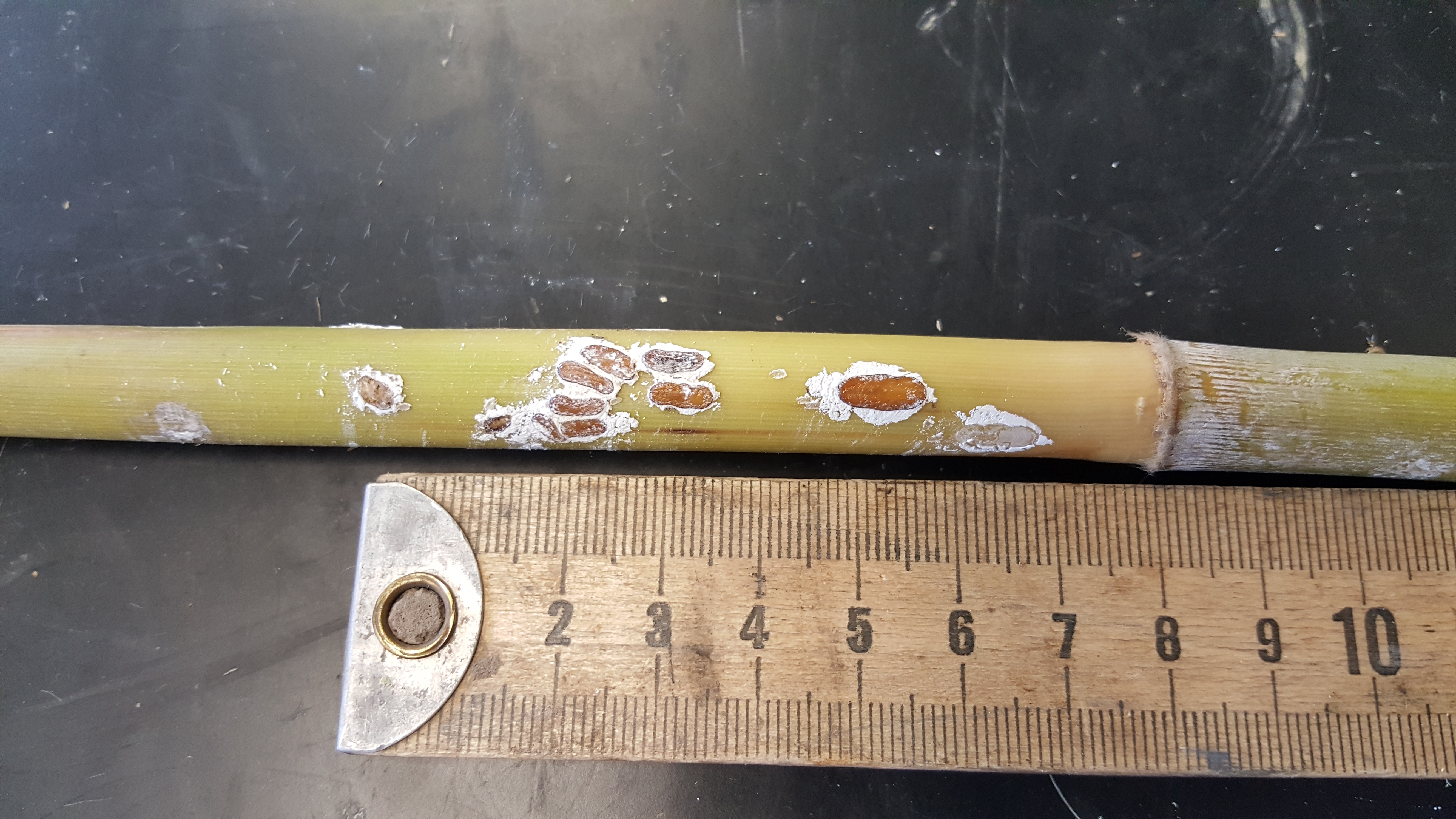 Stalk of roseau cane with scale insects on it next to ruler.